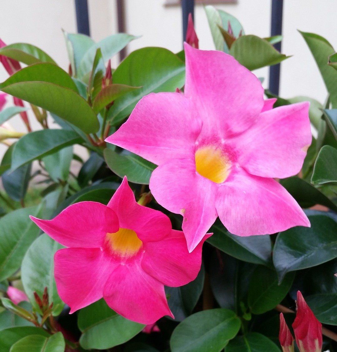Дипладения Sevilla Rose