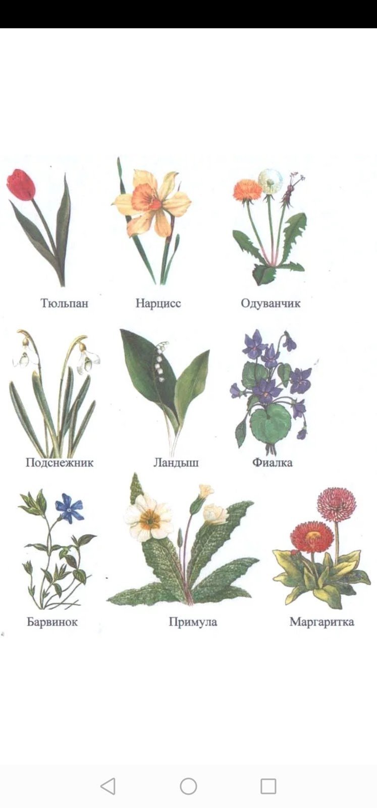 Первые весенние цветы с названичя