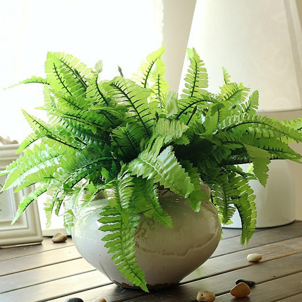 Папоротник Fern комнатный