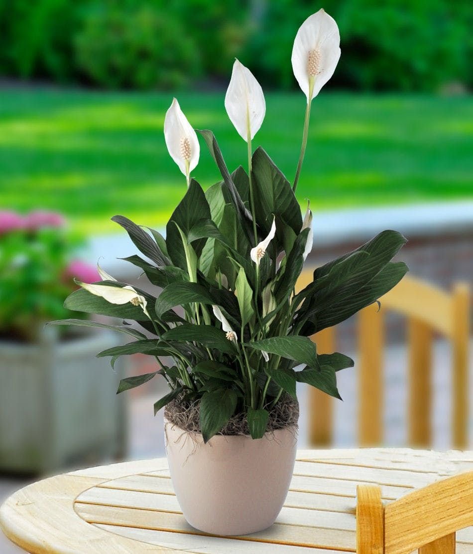 Спатифиллум обильноцветущий Spathiphyllum floribundum