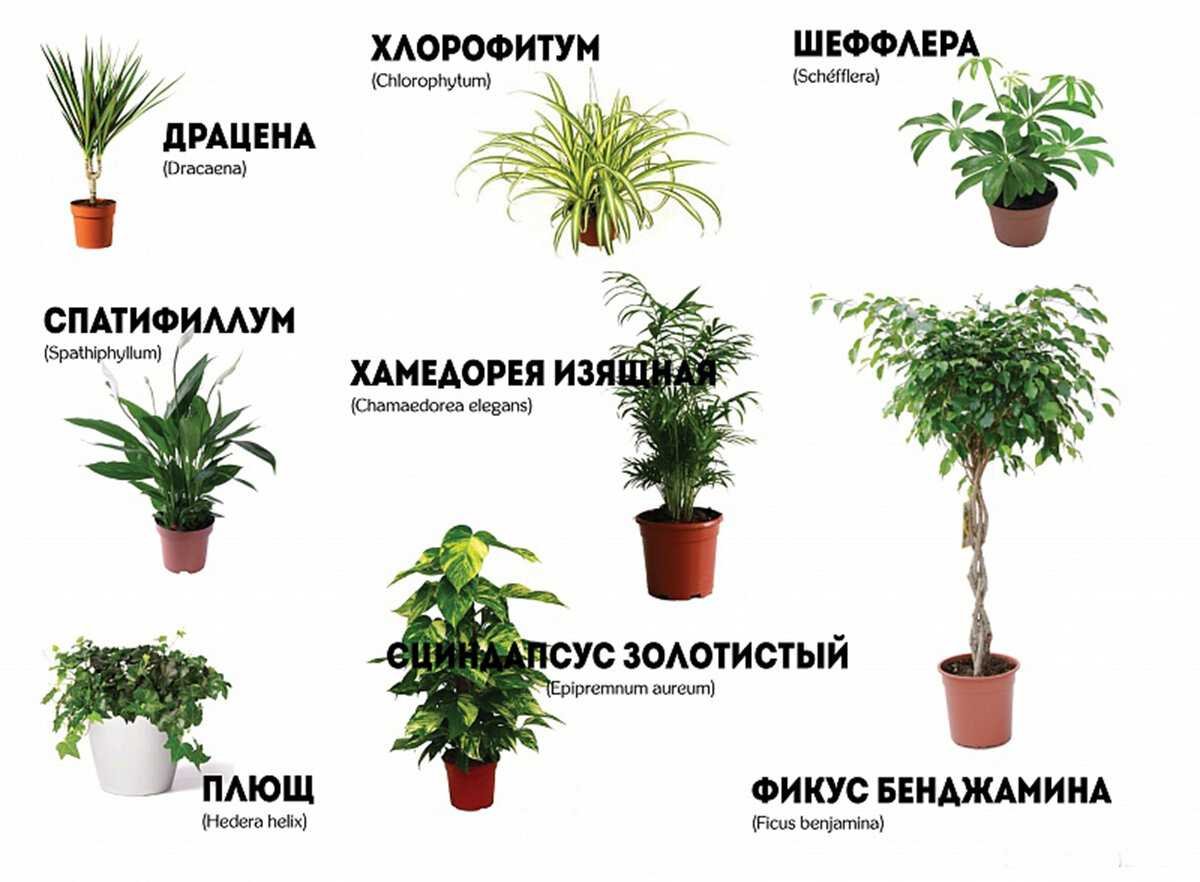Комнатные растения очищающие воздух в квартире