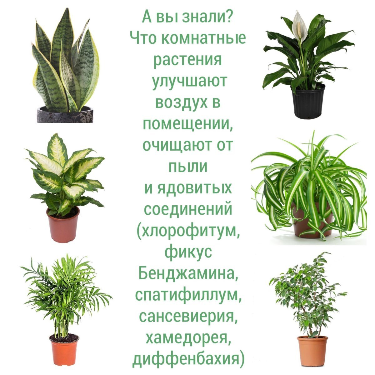 Опасные комнатные растения