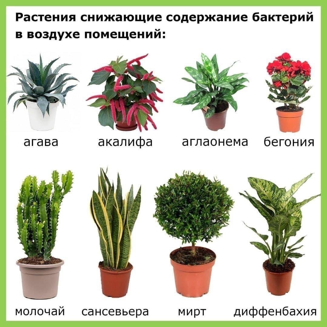 Растения с антибактериальными свойствами