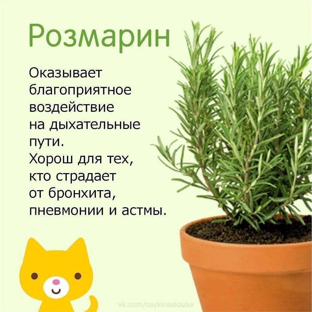 Комнатные цветы полезные для детей