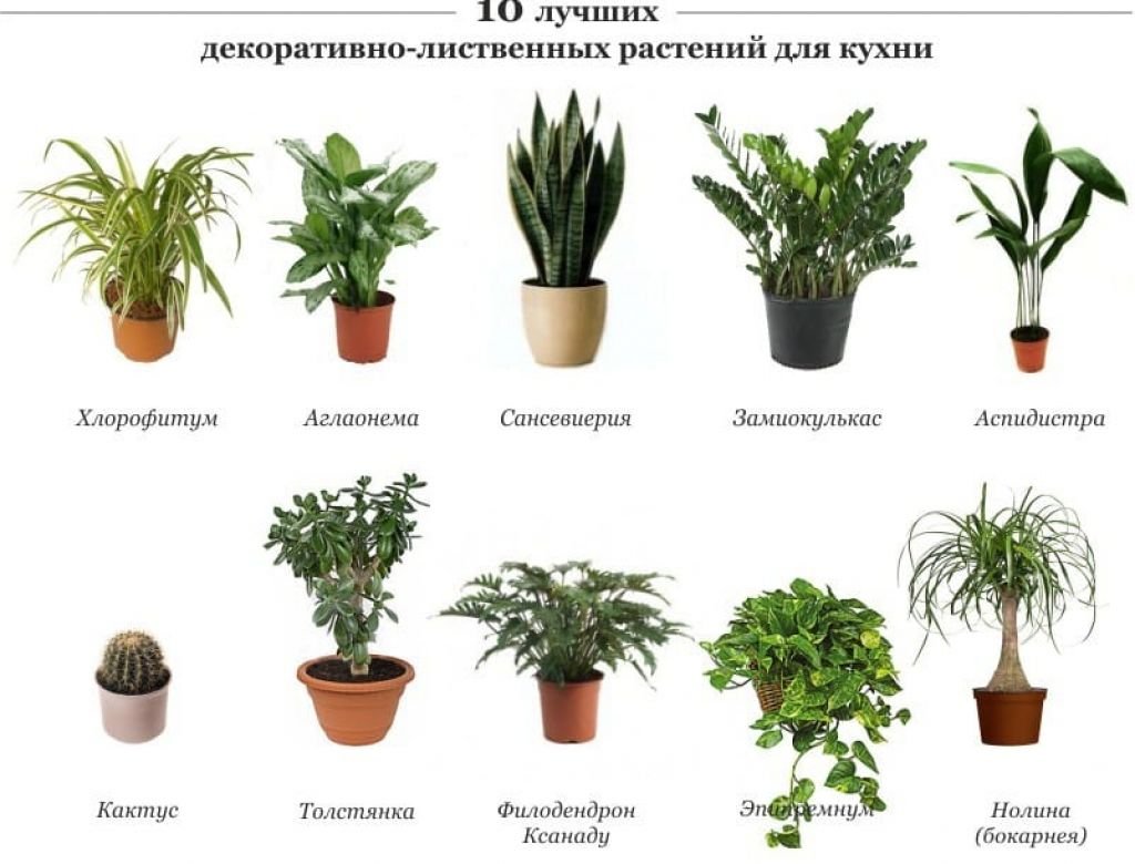 Популярные комнатные растения
