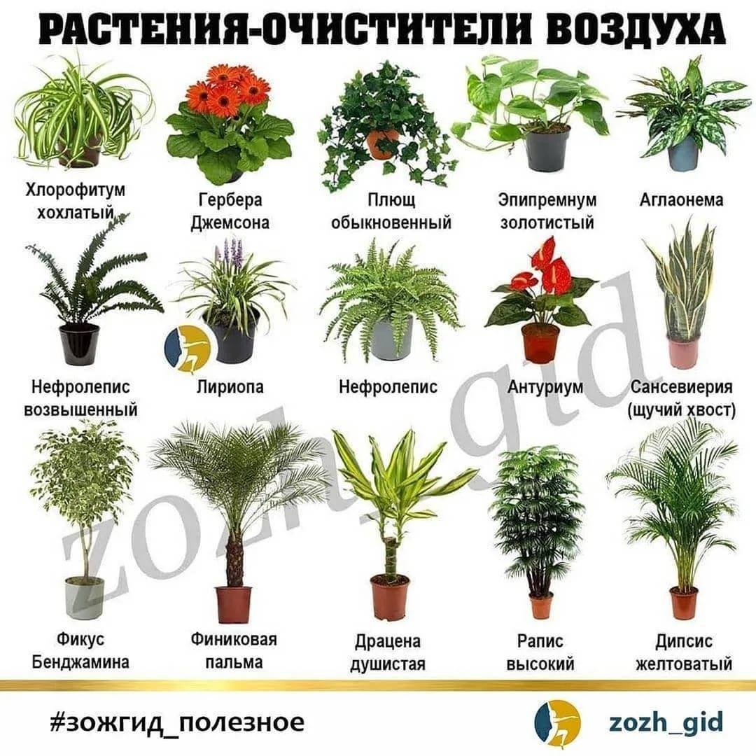 Комнатные растения названия