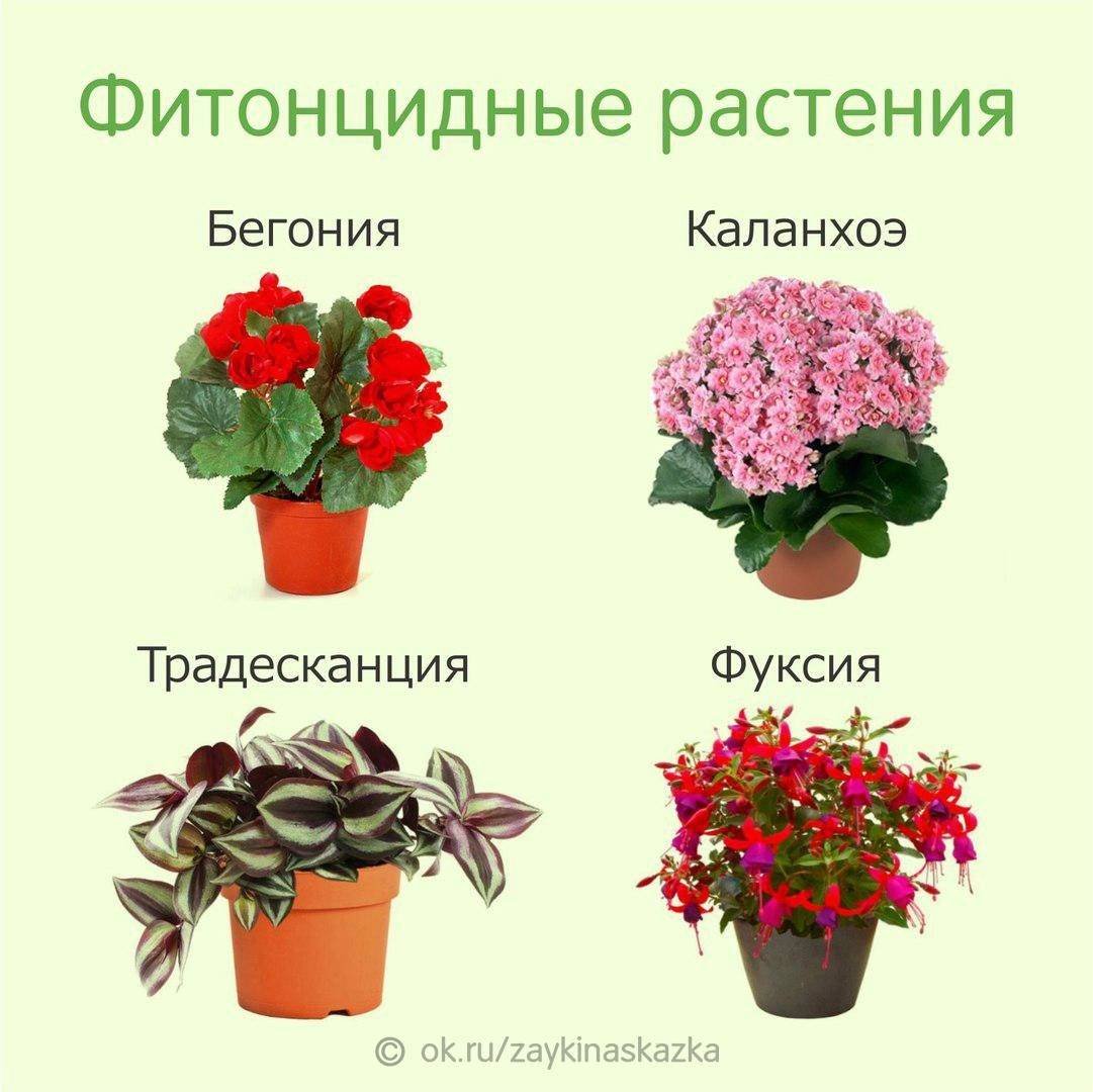 Полезные комнатные растения