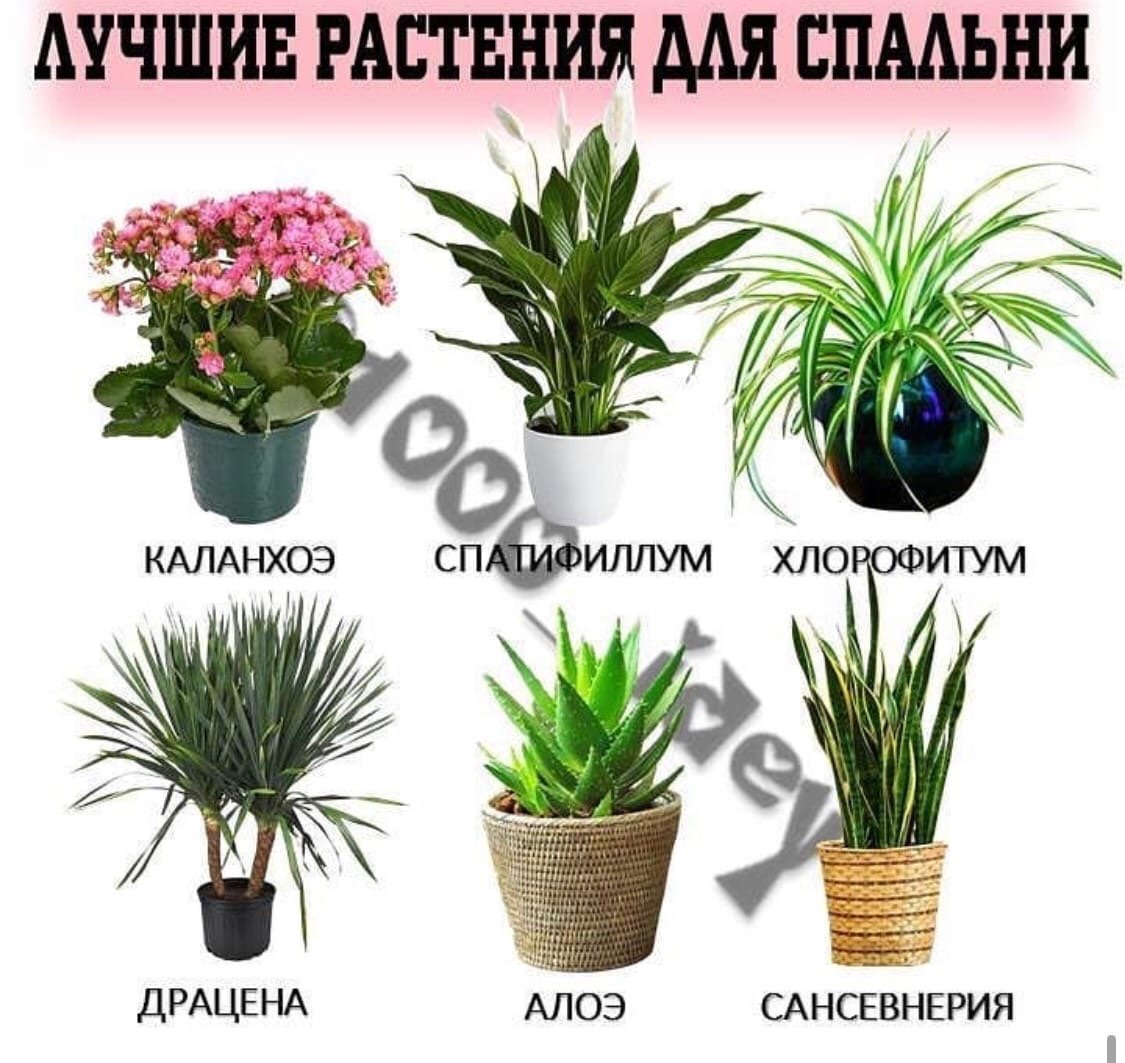 Драцена хлорофитум спатифиллум
