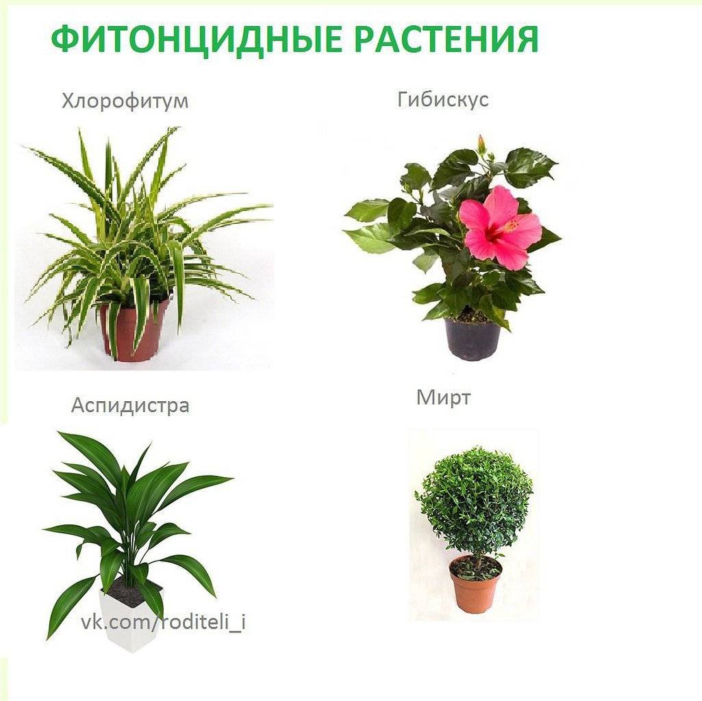 Комнатные растения для детей