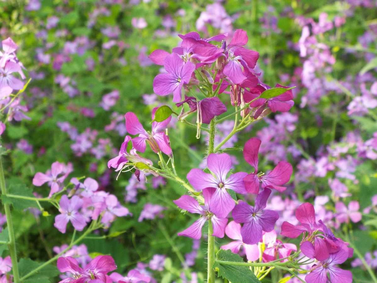 Plants uk, Fall flowers, Dollar plant