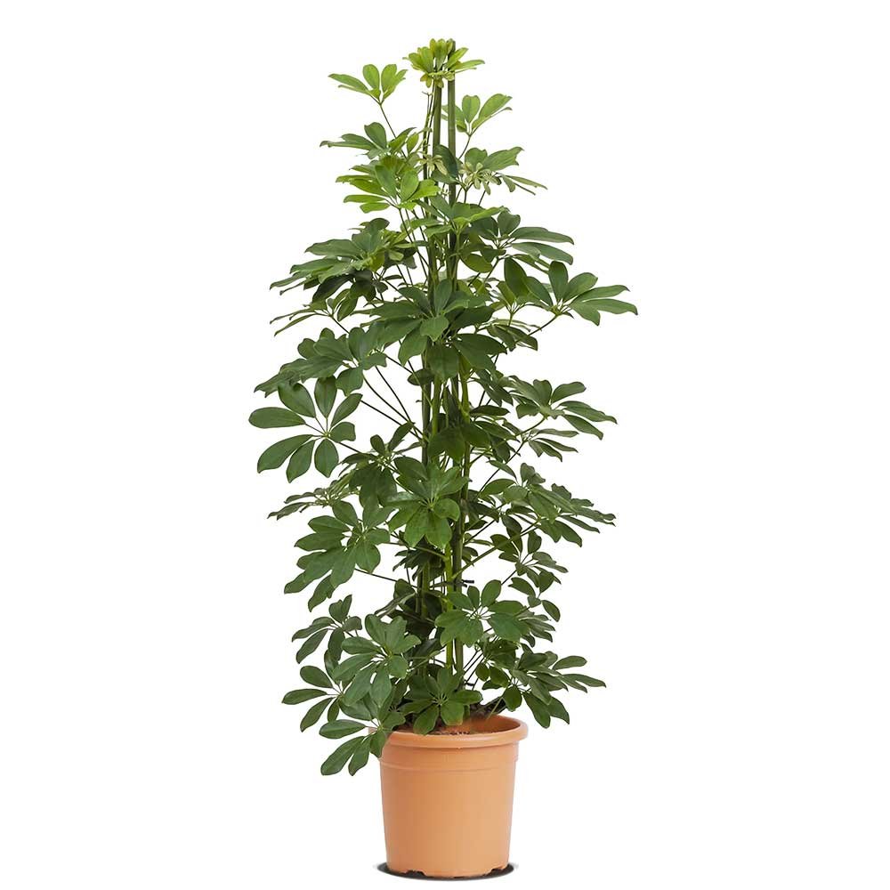 Schefflera arboricola