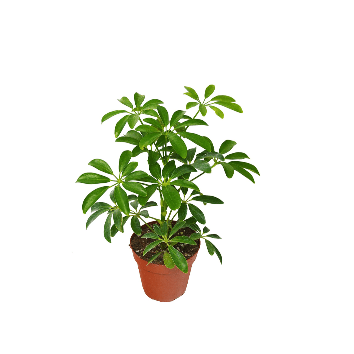 Шеффлера arboricola