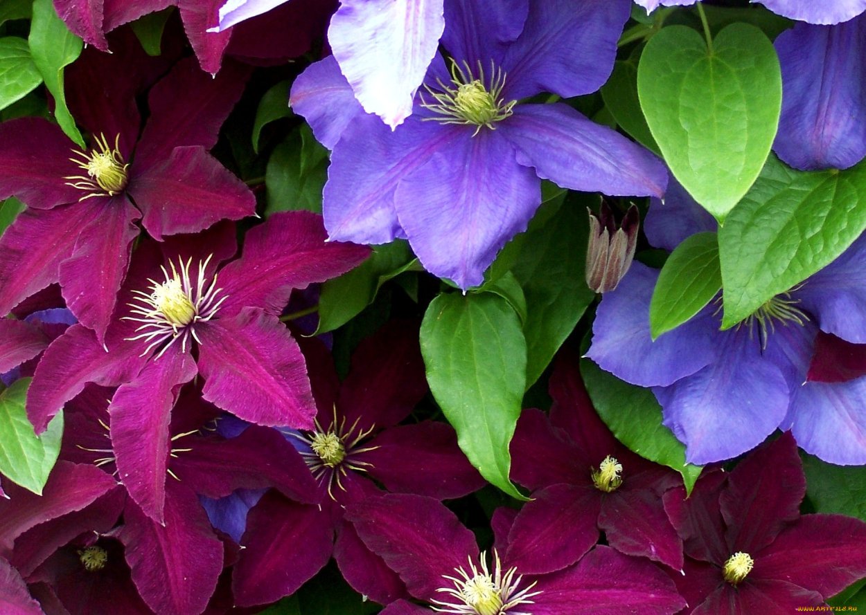 Клематис (Clematis)