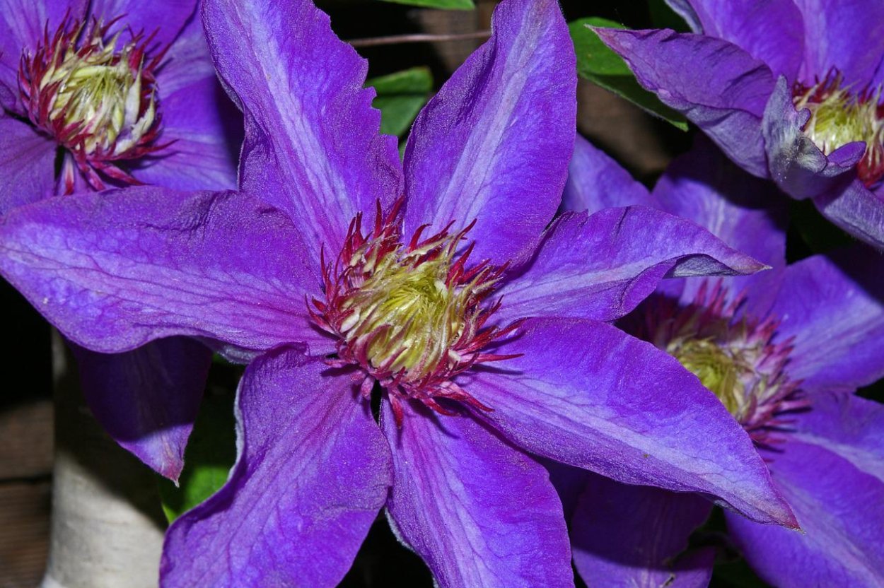 Клематис Semu