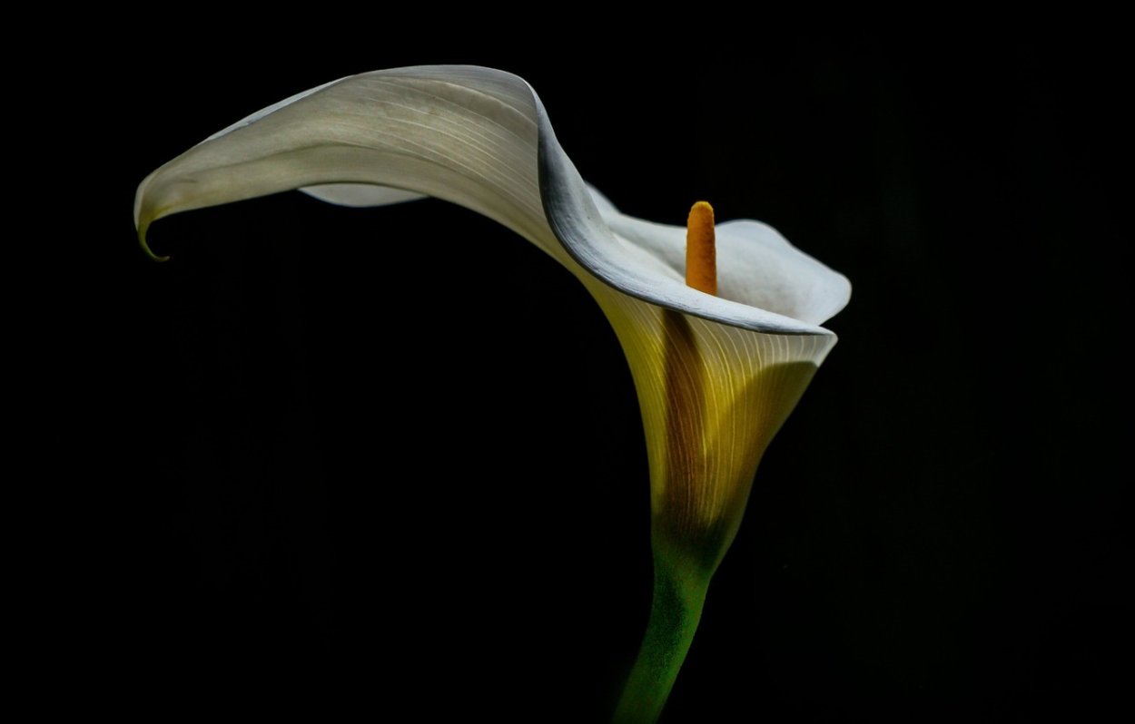 Calla Lily цветок
