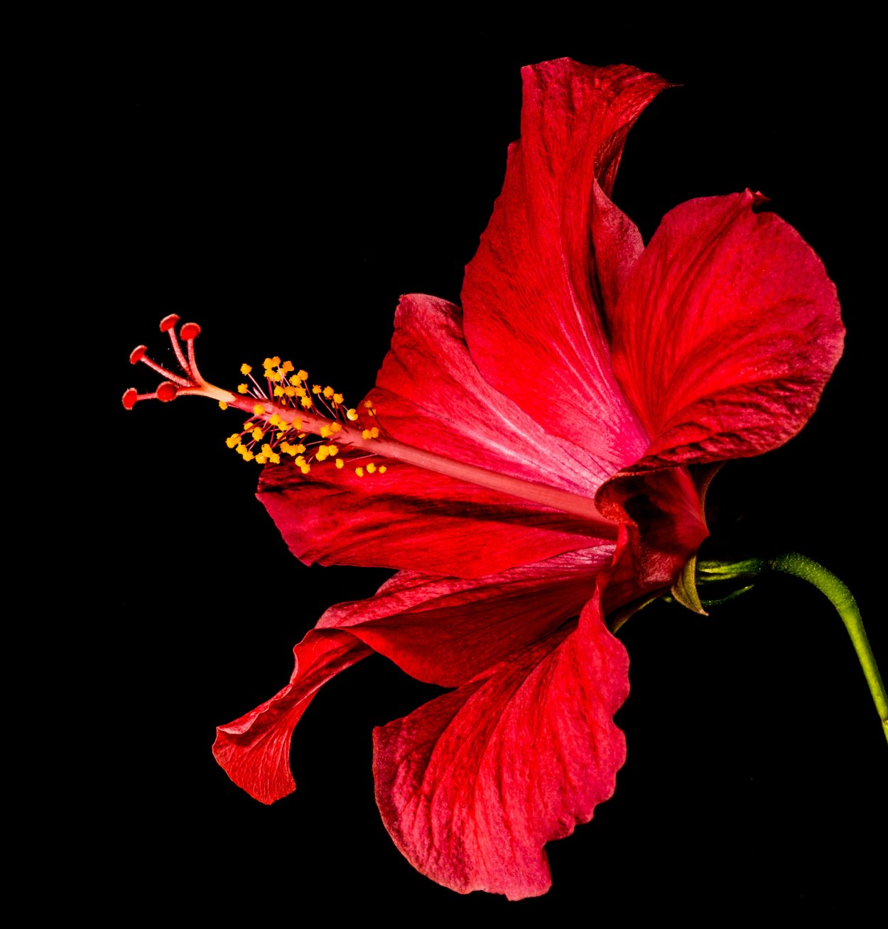 Hibiscus Red Flowers