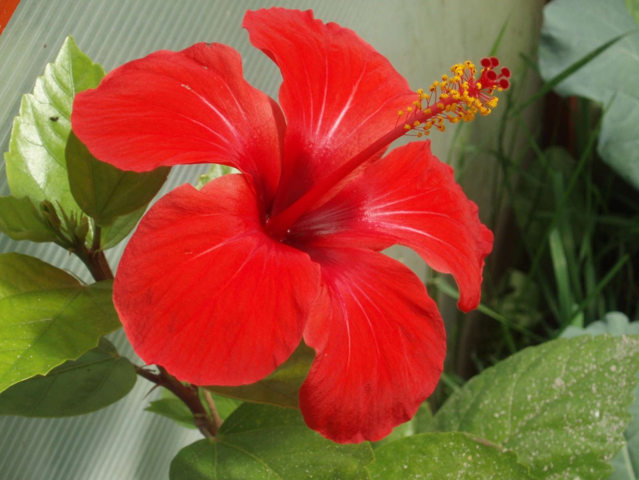 Гибискус Paramaribo
