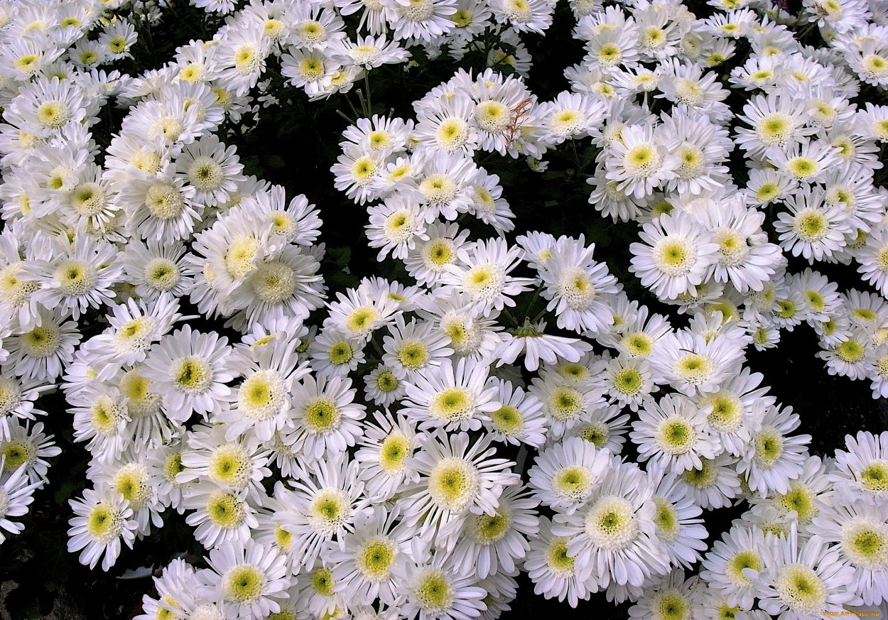 Дубки цветы белые