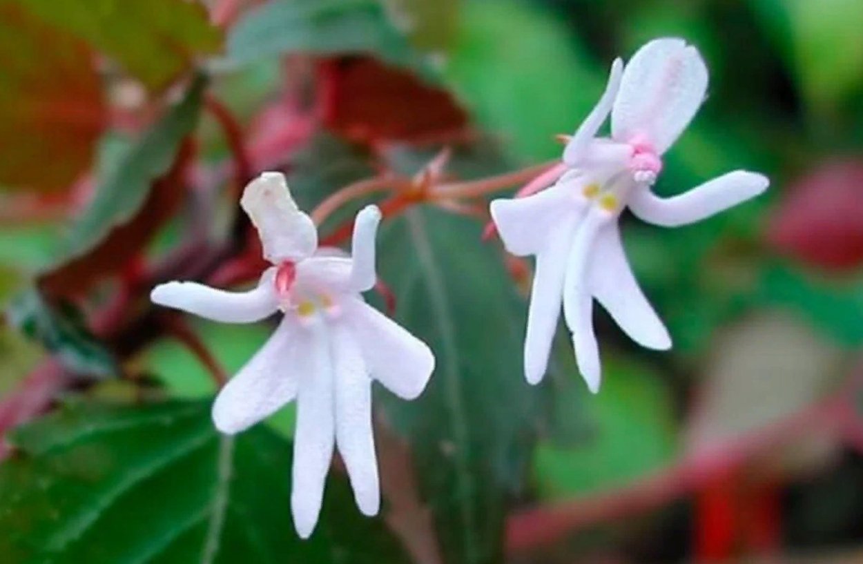 Орхидея Танцующие девушки Impatiens Bequaertii