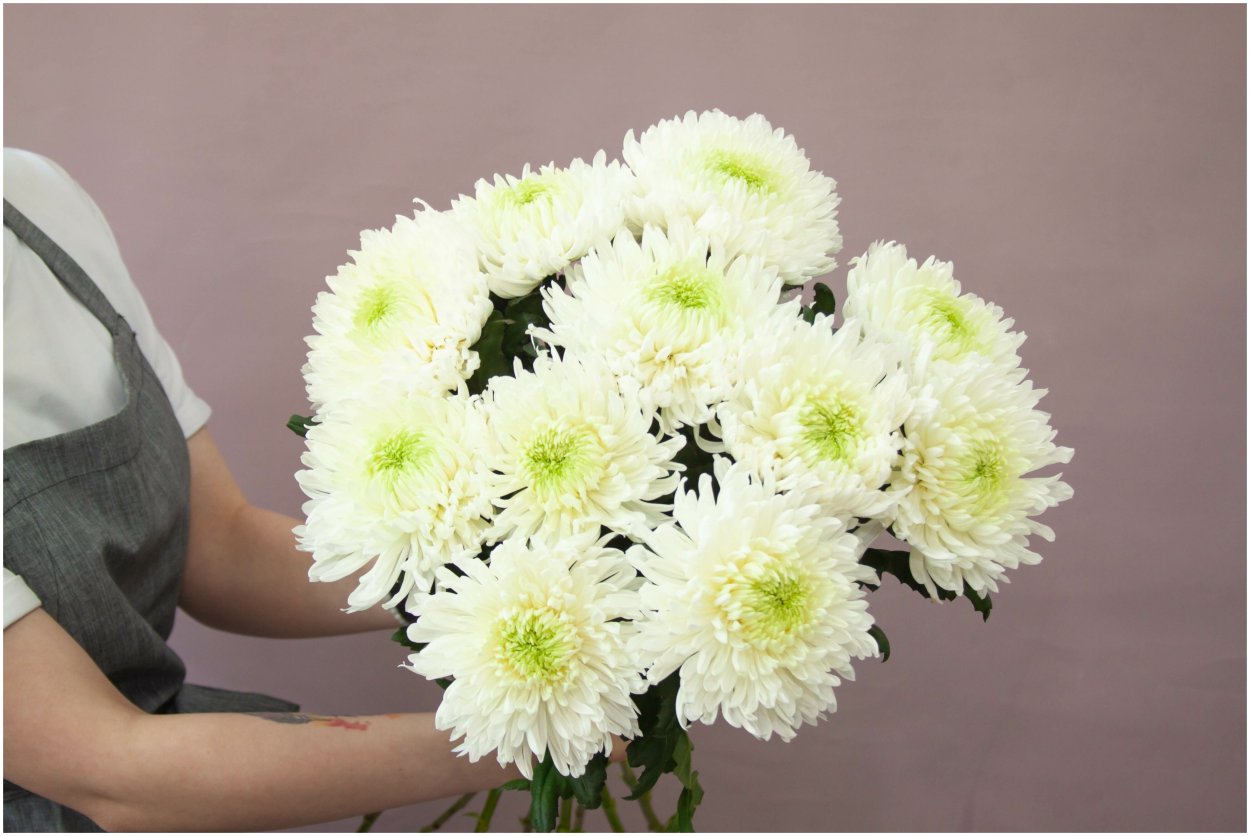 хризантема одноголовая ритуал фото