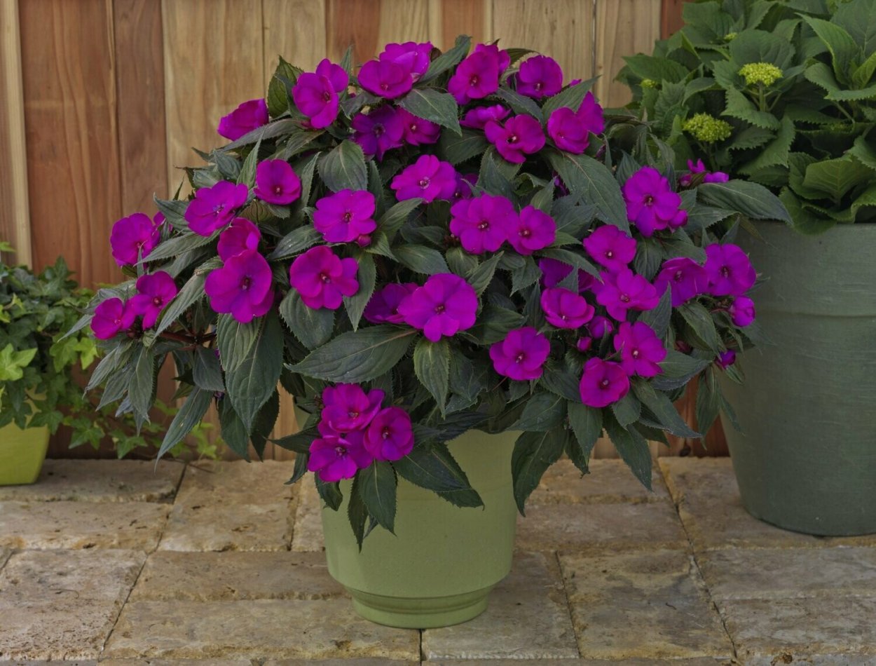 Бальзамин новогвинейский Magnum Purple