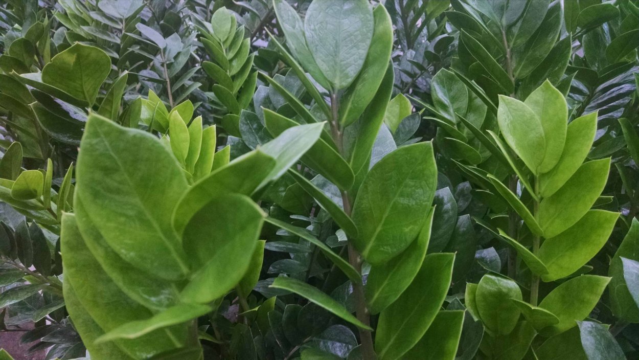 ZZ Plant растение