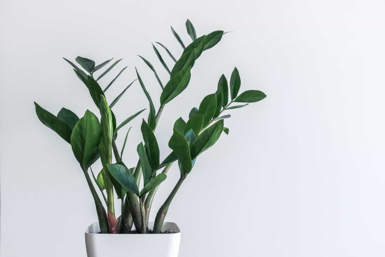 Замиокулькас замиелистный Zamioculcas zamiifolia