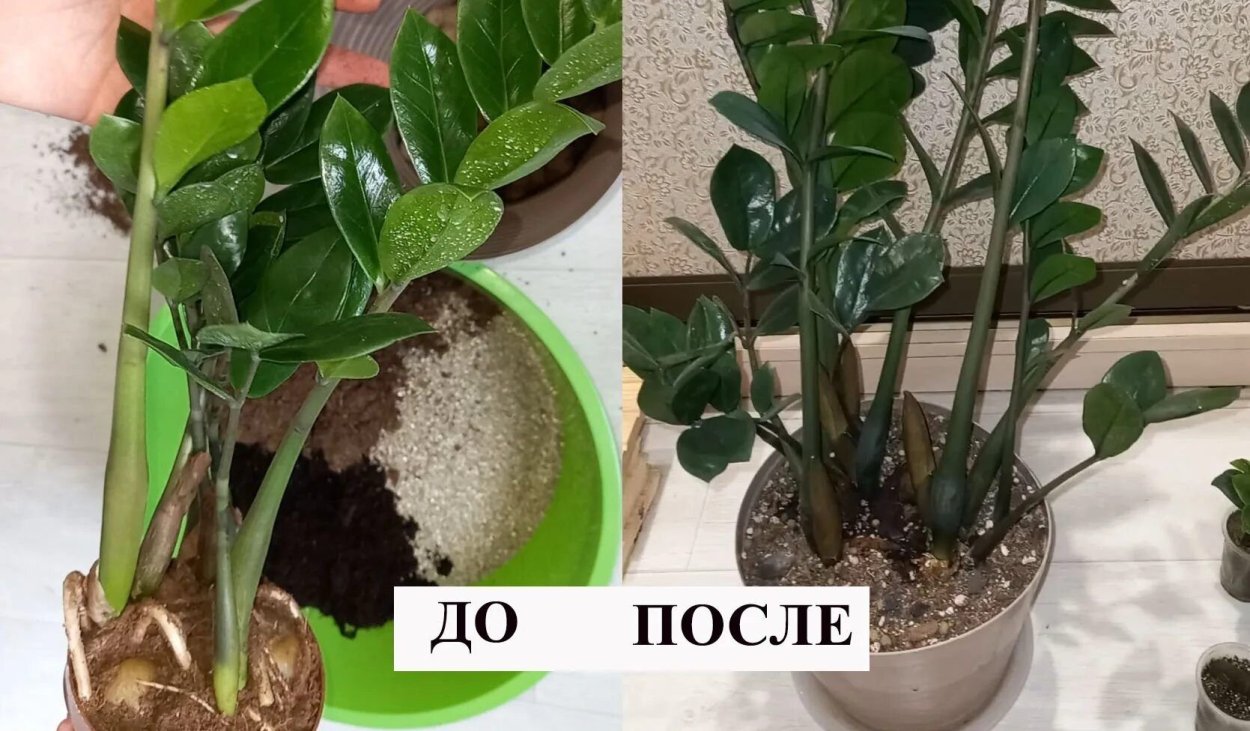 Подкормка для замиокулькаса