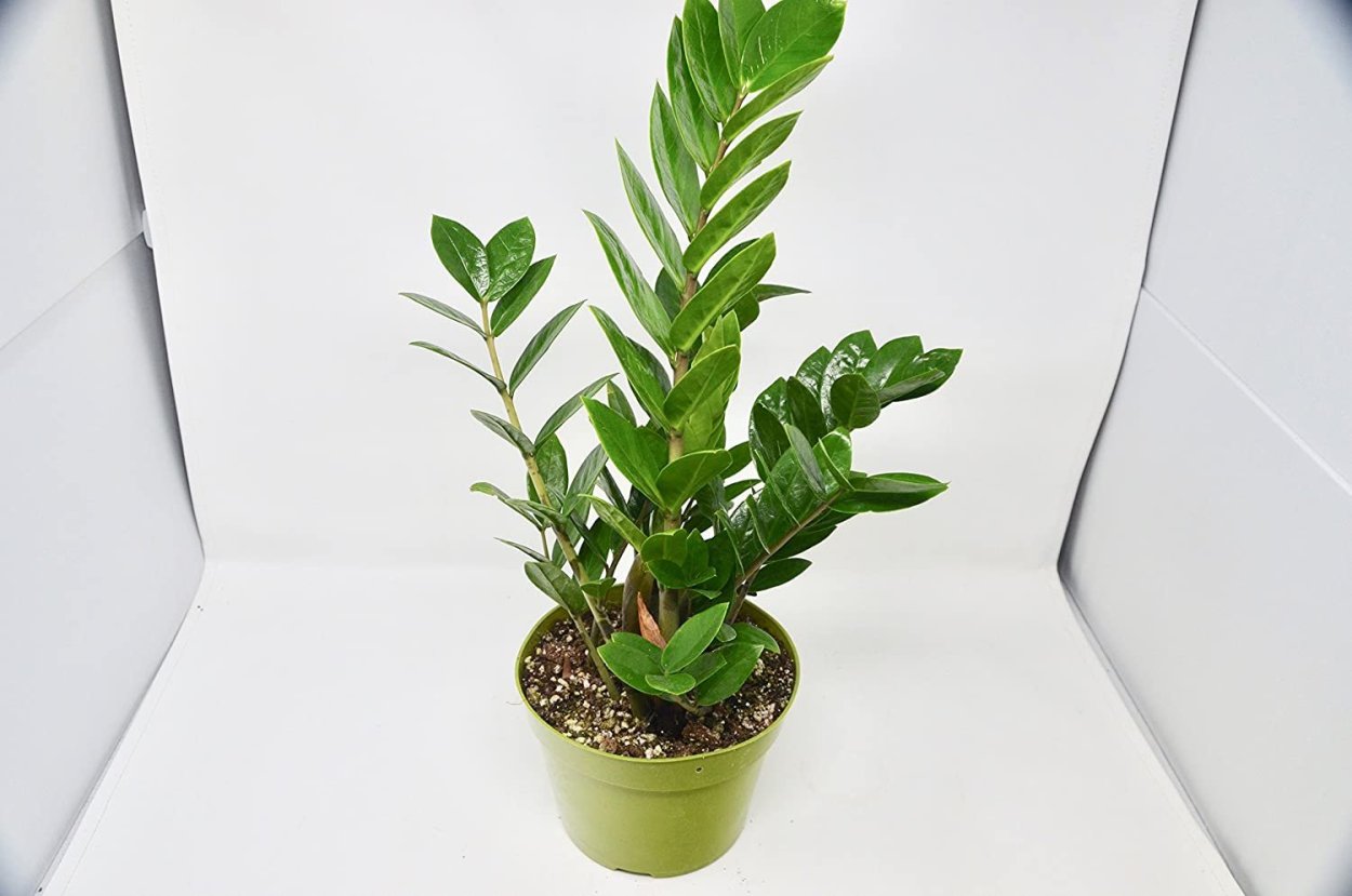 Папоротник душистый (Zamioculcas zamiifolia