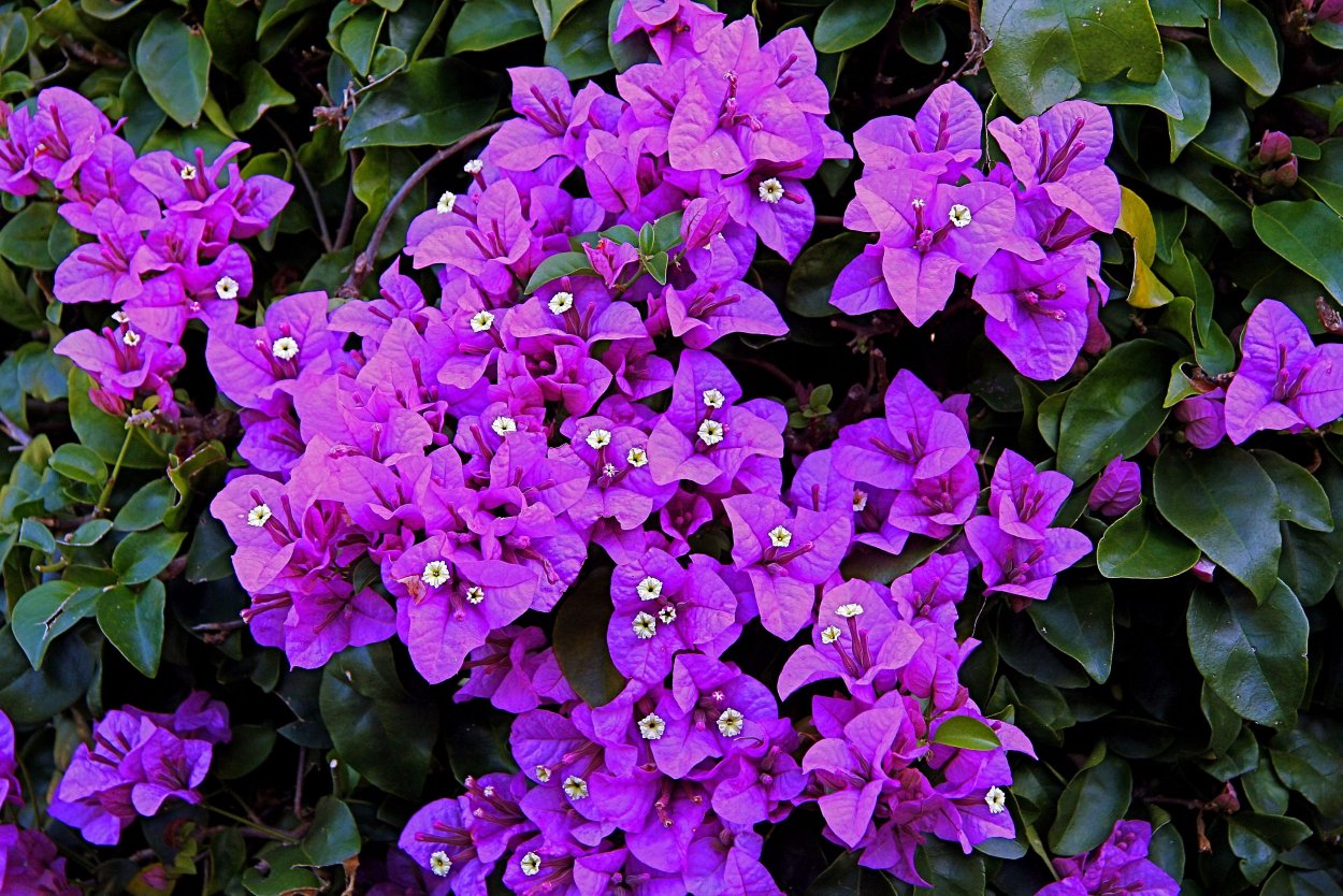 Бугенвиллия New Violet
