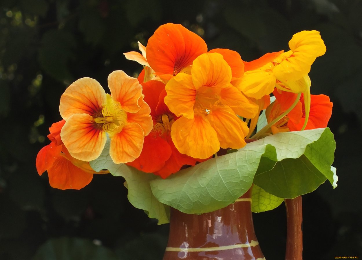 Настурция (Nasturtium)