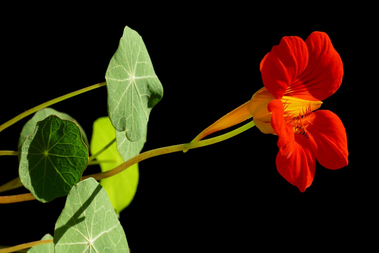 Tropaeolum moritzianum