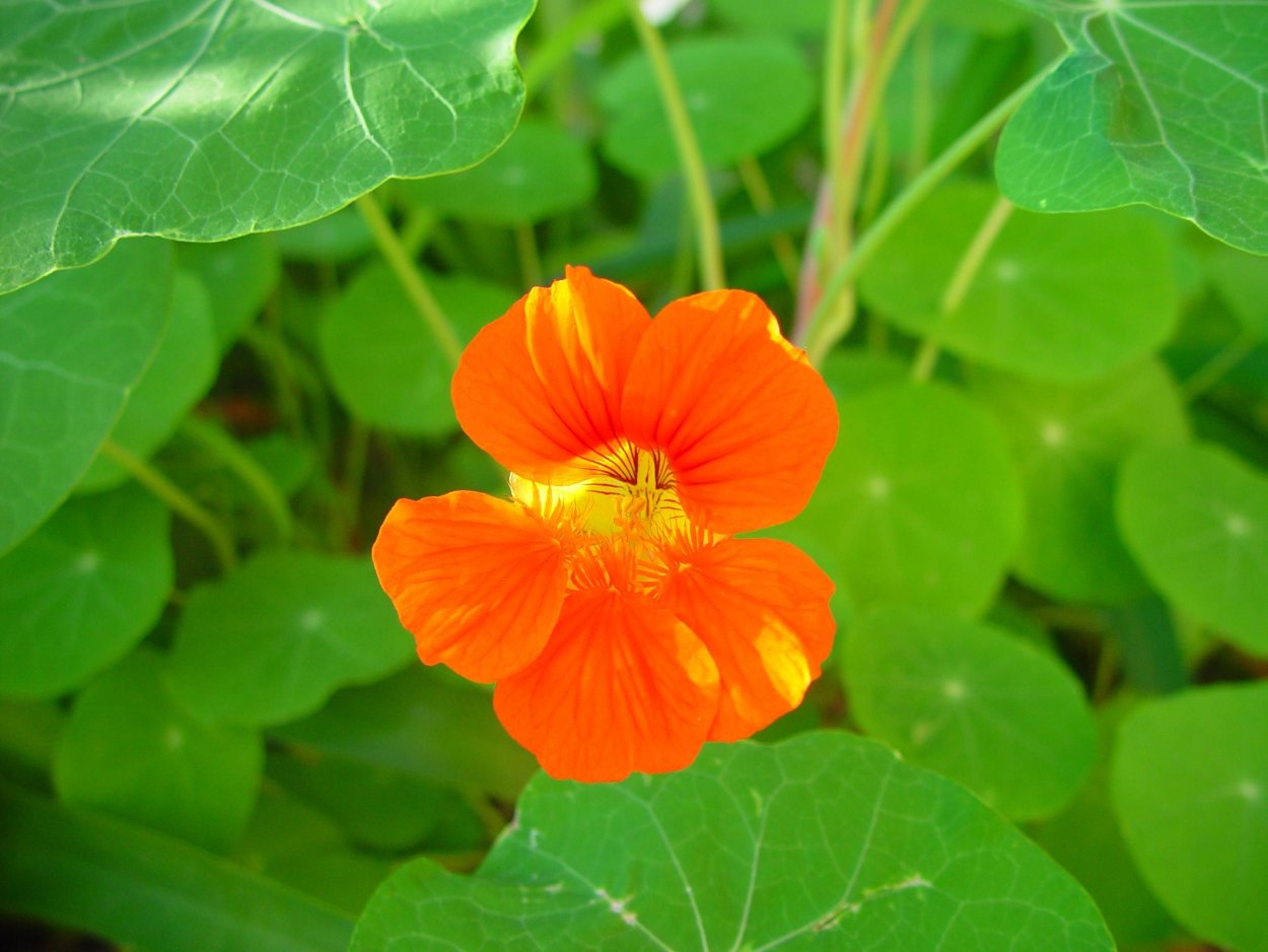 Цветы Tropaeolum majus