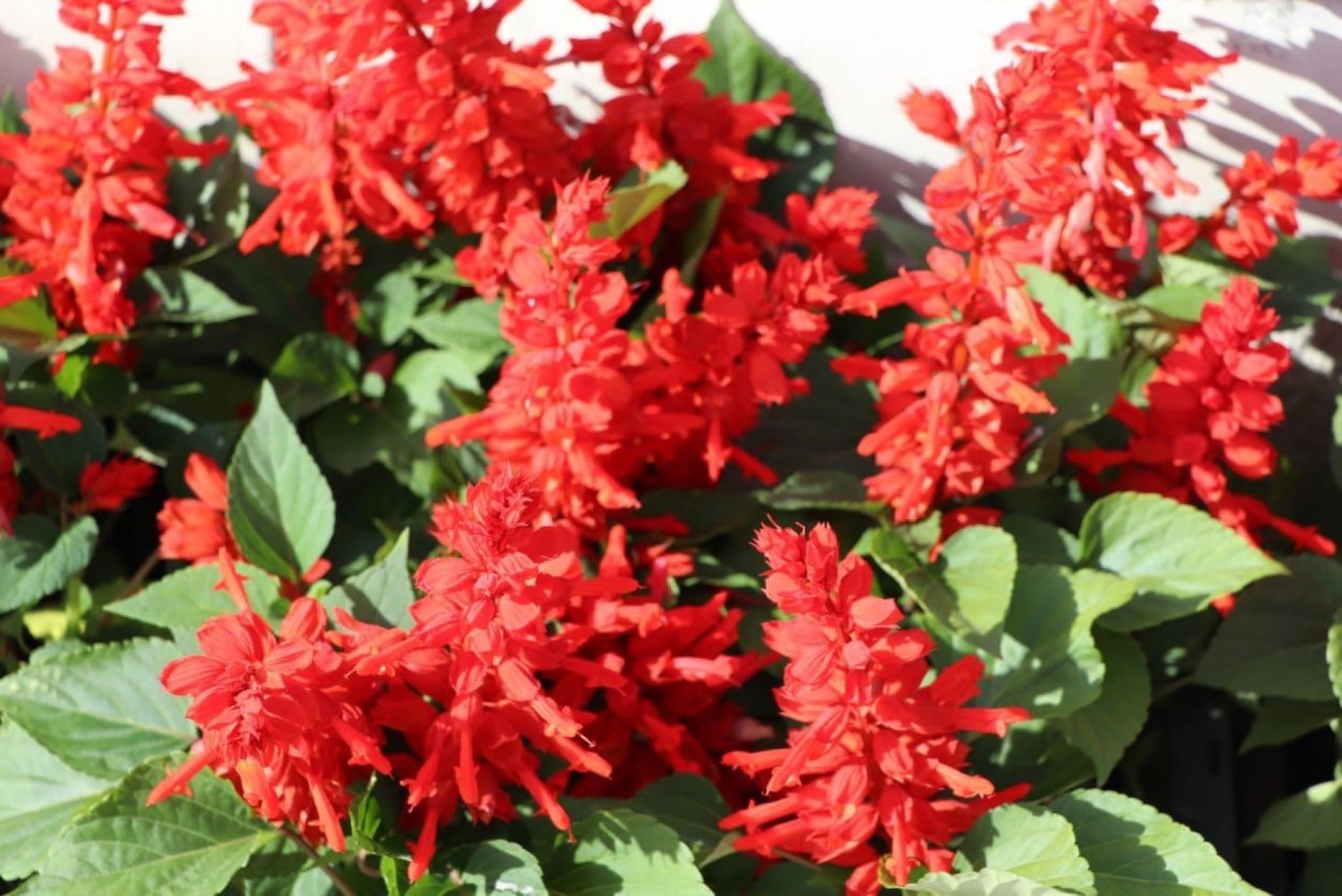 Сальвия Salvia splendens Amore Salmon