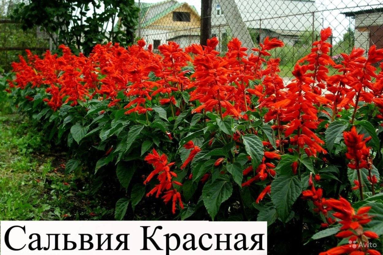 Сальвия блестящая (Salvia splendens) "Reddy" (Bright Red)