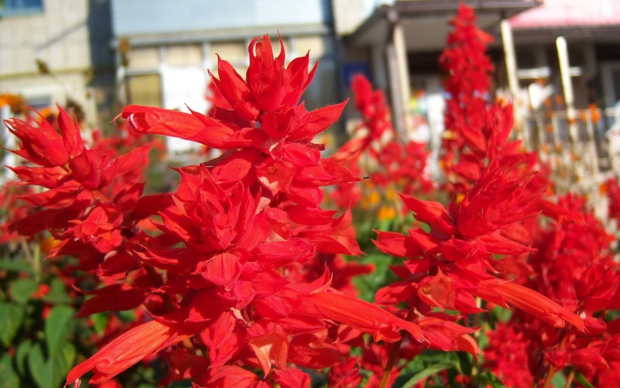 Сальвия красная coccinea