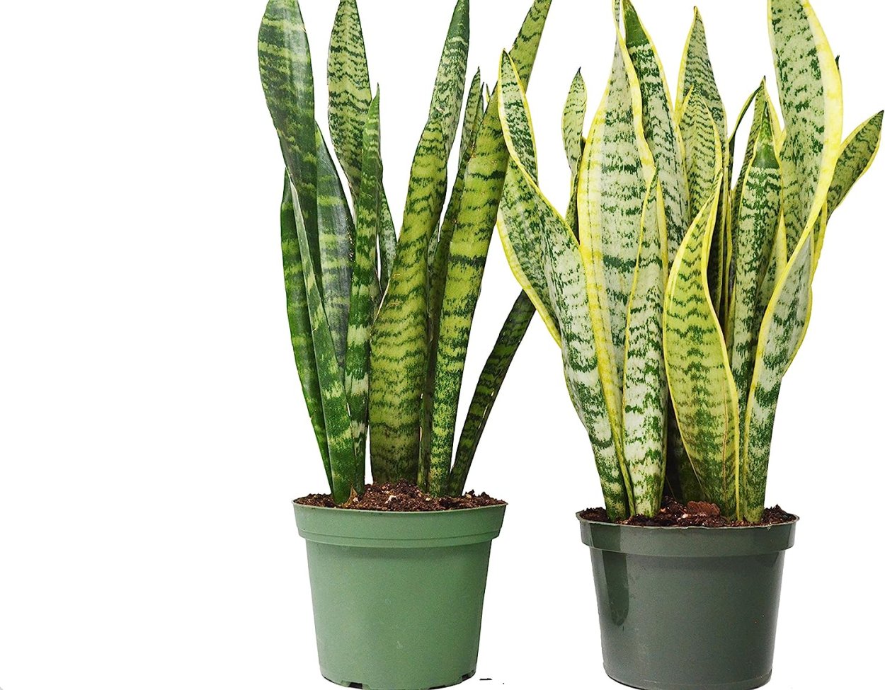 Сансевиерия Гиацинтовая Sansevieria hyacinthoides