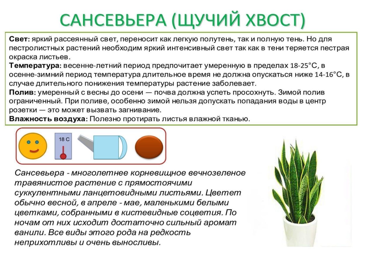 Сансевьера, щучий хвост паспорт растения