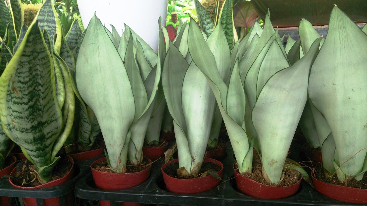 Сансевиерия Муншайн Sansevieria moonshine