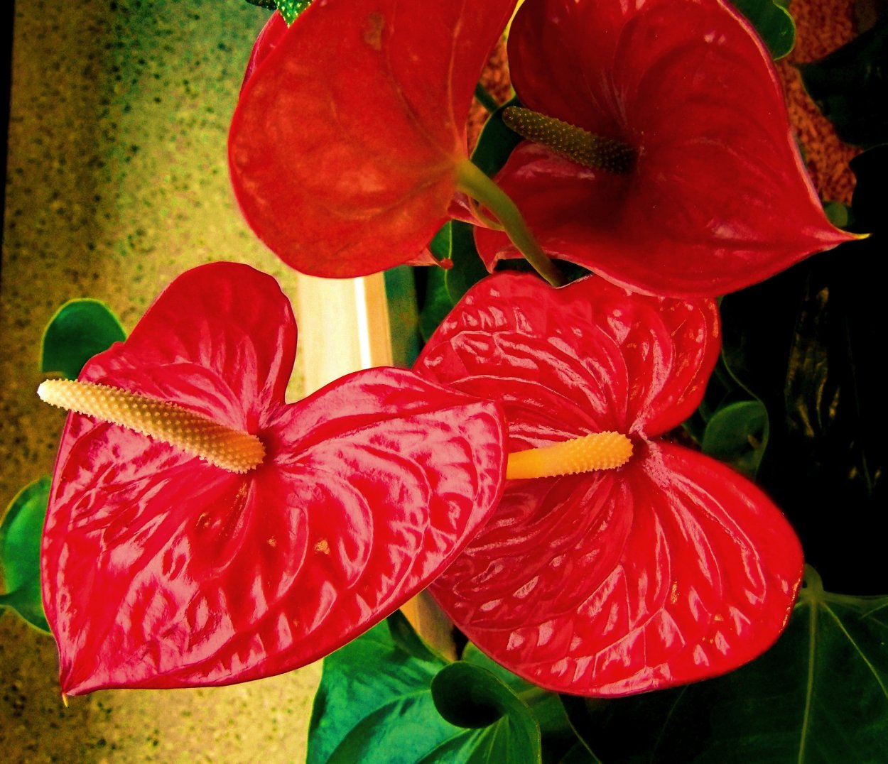 Цветок с большими красными цветами