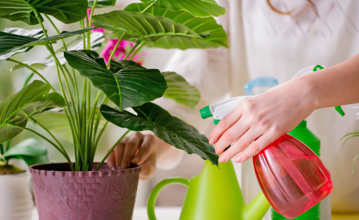 Look after Plants