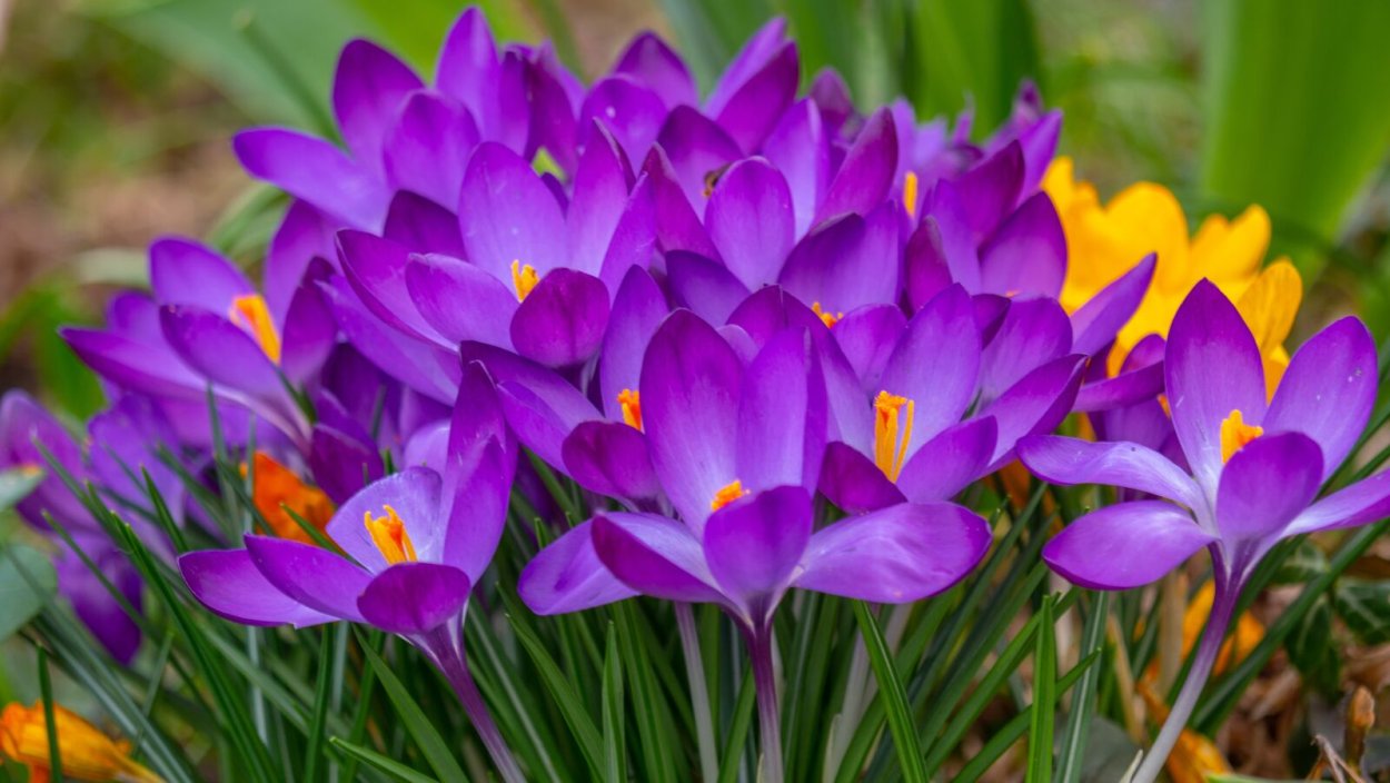 Florile