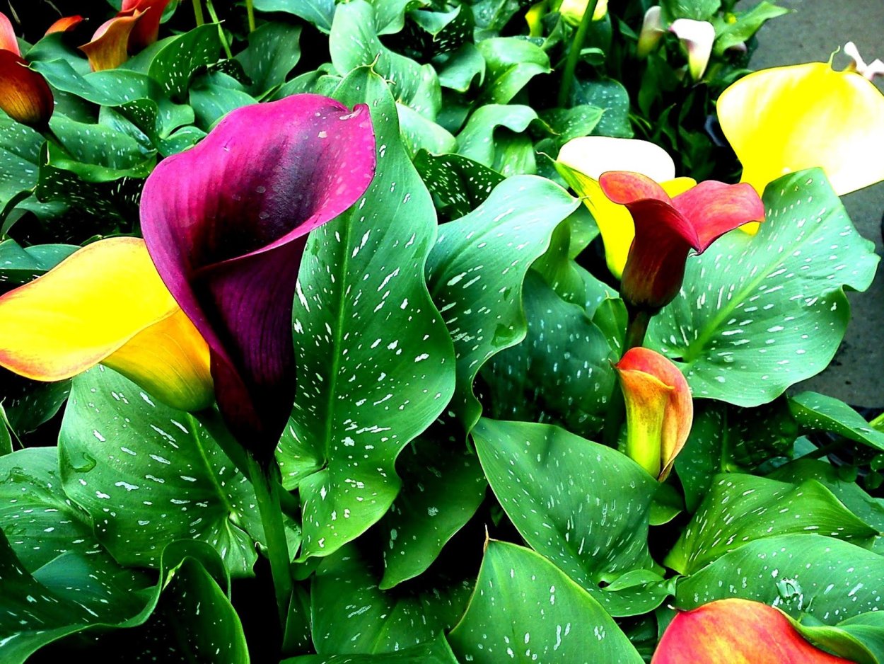 Калла (Zantedeschia) Самур