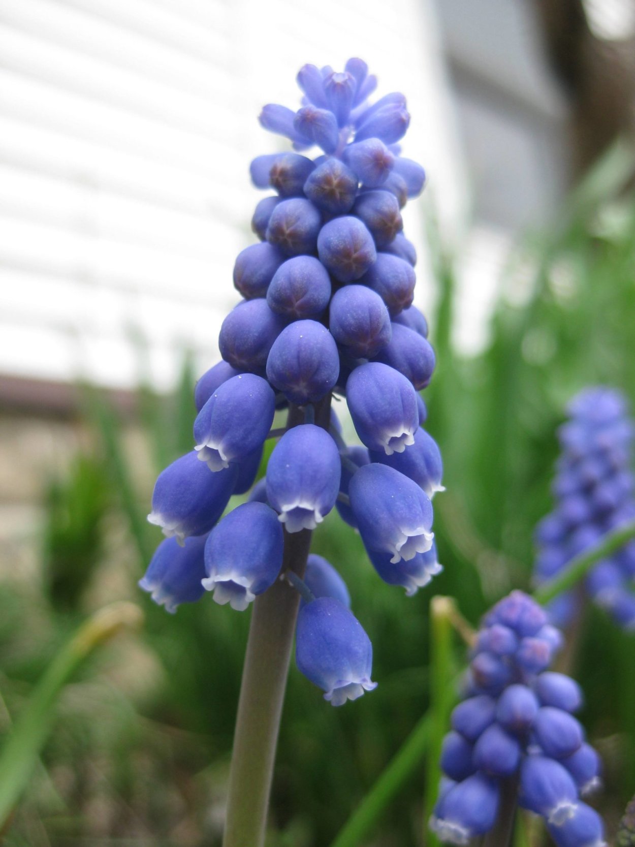 Мускари latifolium