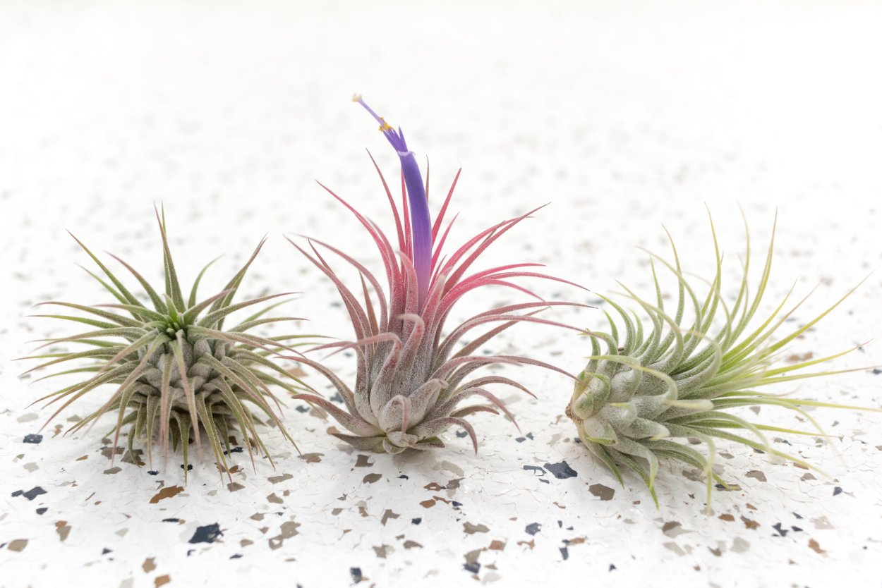Тилландсия ionantha Guatemala