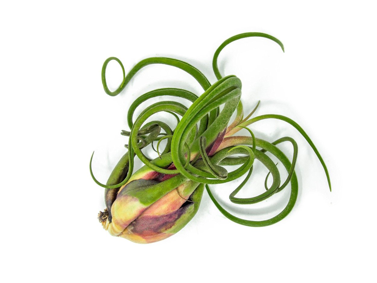 Plant 008/10