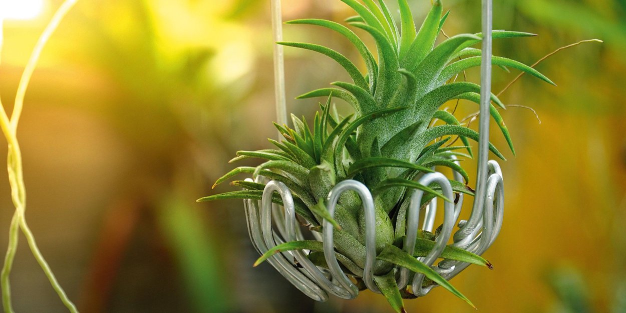 Fade Plant