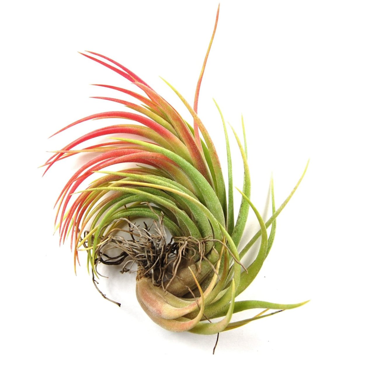 Tillandsia ionantha Seeds