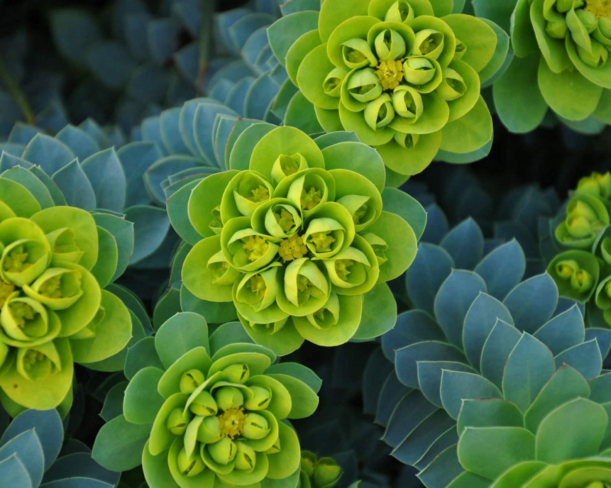 Молочай миртолистный Euphorbia myrsinites