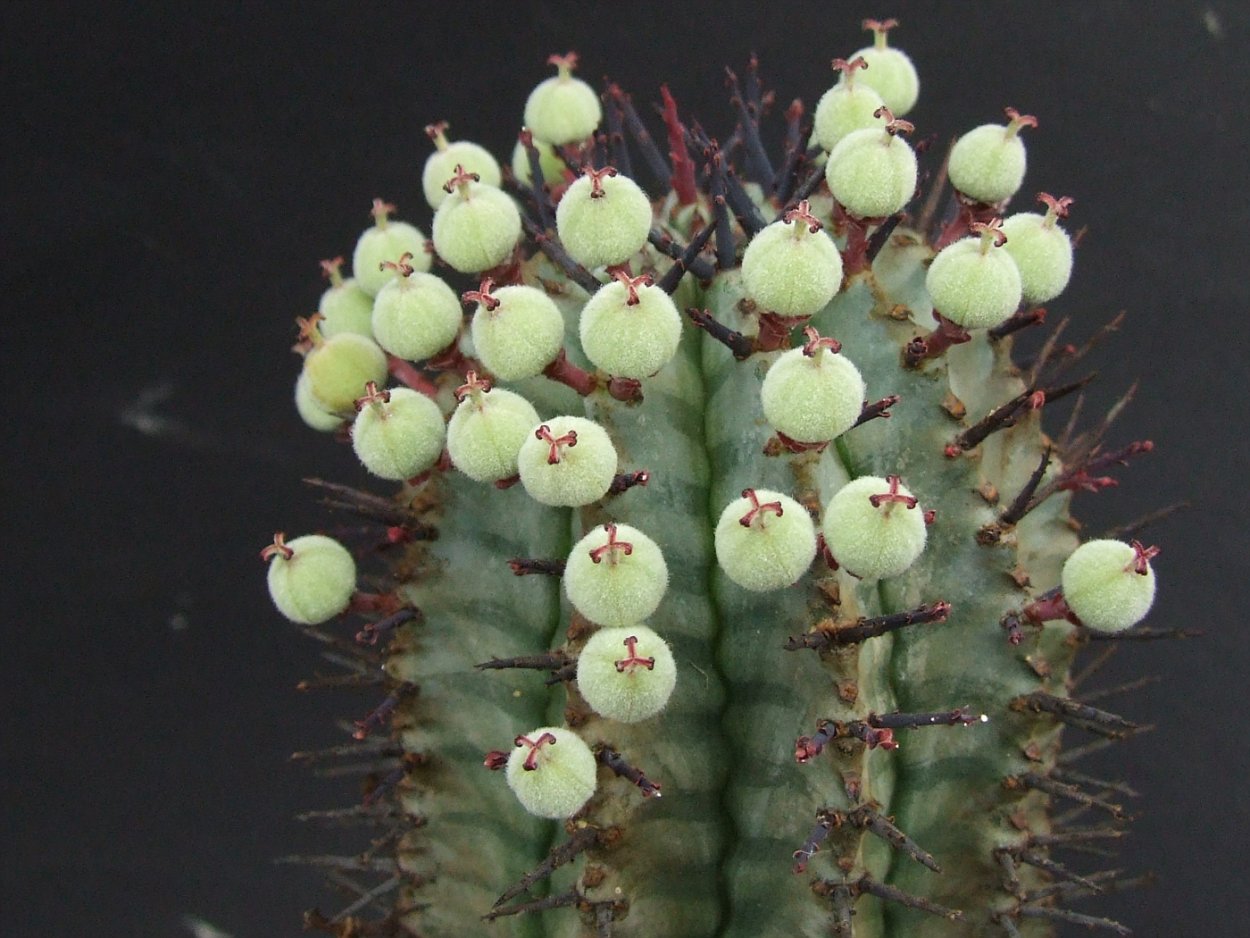 Euphorbia horrida